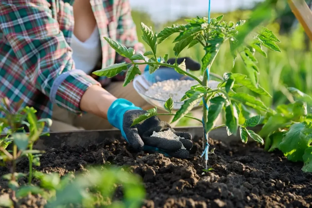 Les jardiniers experts gardent ce secret : un engrais naturel redoutablement efficace