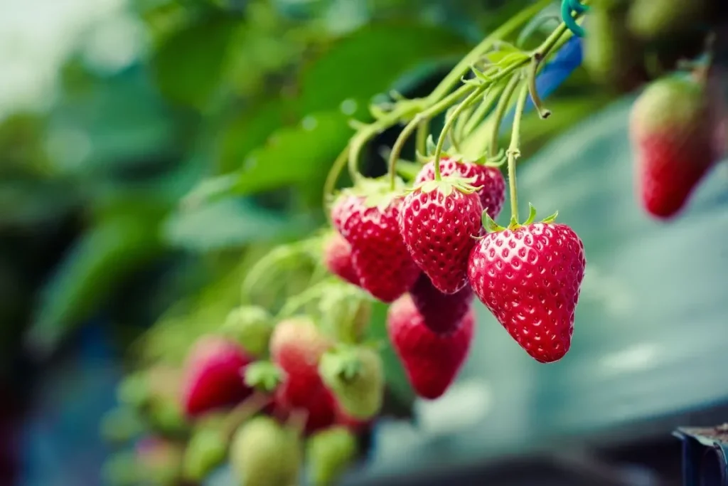 pourquoi-vos-fraisiers-ne-donnent-rien-ces-3-grosses-erreurs-ruinent-votre-recolte